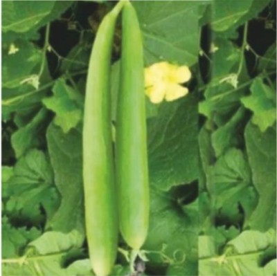 HY. SPONGE GOURD ARTHI